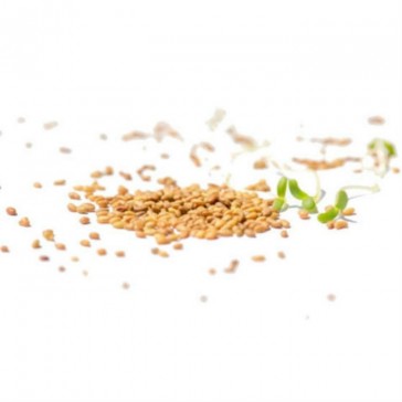 evas-apples.ch-Sprossensamen-Alfalfa Sprossen / Luzerne Samensprossen, Bio, 250g-34