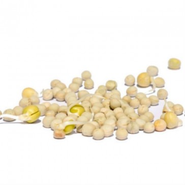 evas-apples.ch-Sprossensamen-Erbsen grün Samensprossen, Bio, 500g-33