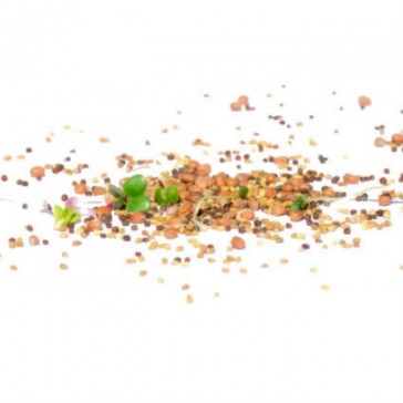 evas-apples.ch-Sprossensamen-Fitness-Mix Samensprossen, Bio, 250g-33