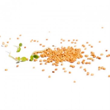 evas-apples.ch-Sprossensamen-Inkarnatklee Samensprossen, Bio, 250g-33