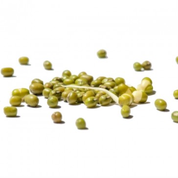 evas-apples.ch-Sprossensamen-Mungbohnen grün Samensprossen, Bio, 500g-33