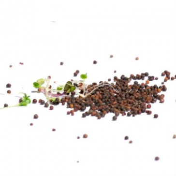 evas-apples.ch-Sprossensamen-Power-Mix Samensprossen, Bio, 250g-34
