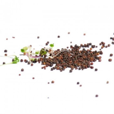 evas-apples.ch-Sprossensamen-Protection-Mix Samensprossen, Bio 250g-33