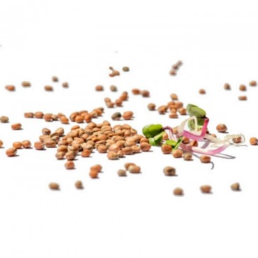 evas-apples.ch-Sprossensamen-Radiesli Samensprossen, Bio, 250g-33