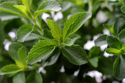 stevia